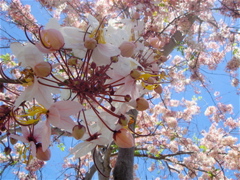 DSC07755.JPG