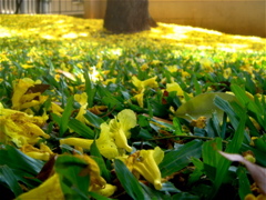 DSC07773.JPG