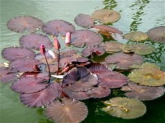 DSC07770.JPG