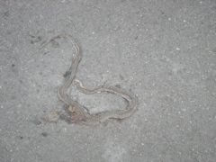 DSC04757.JPG