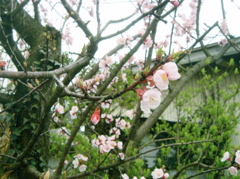 DSC06735.JPG
