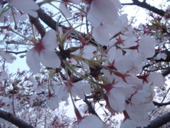 DSC04014.JPG