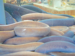 DSC06571.JPG